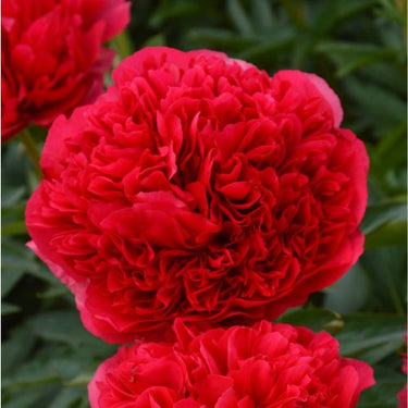 Command Performance - Peony, 1996 introduction, Missouri, lactiflora